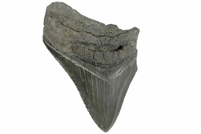 Partial Megalodon Tooth - Sharply Serrated #170531